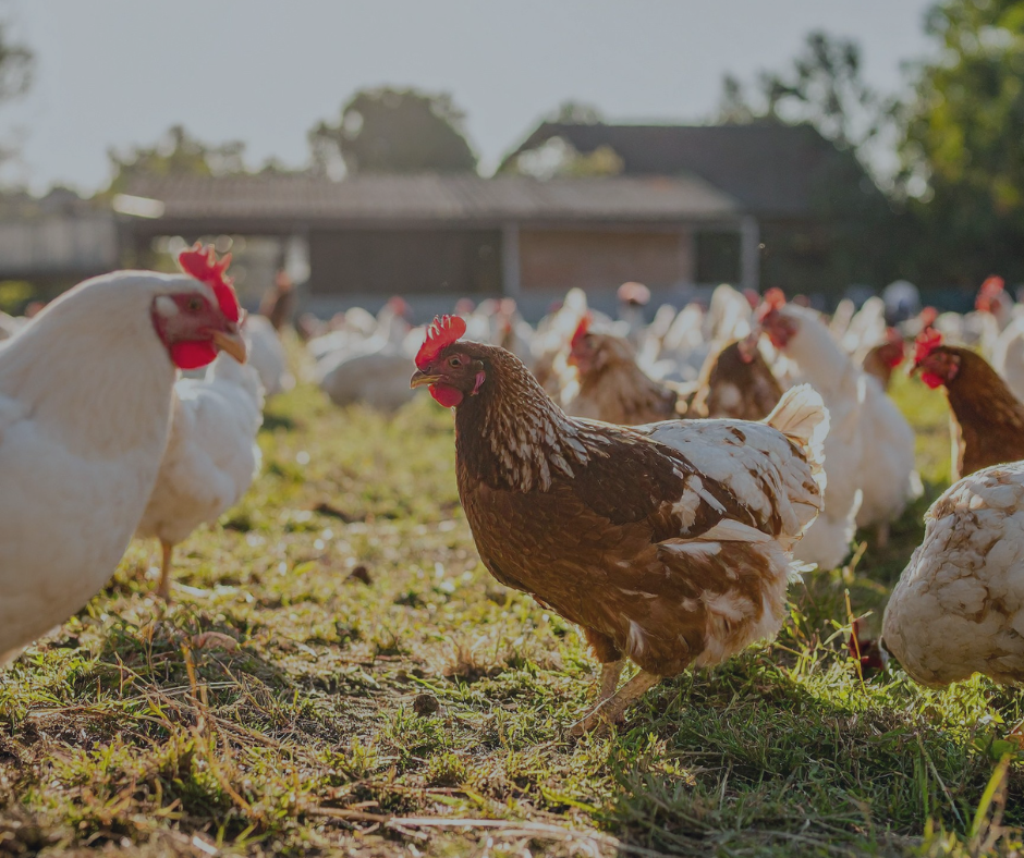 Agribusiness Virtual Roundtable